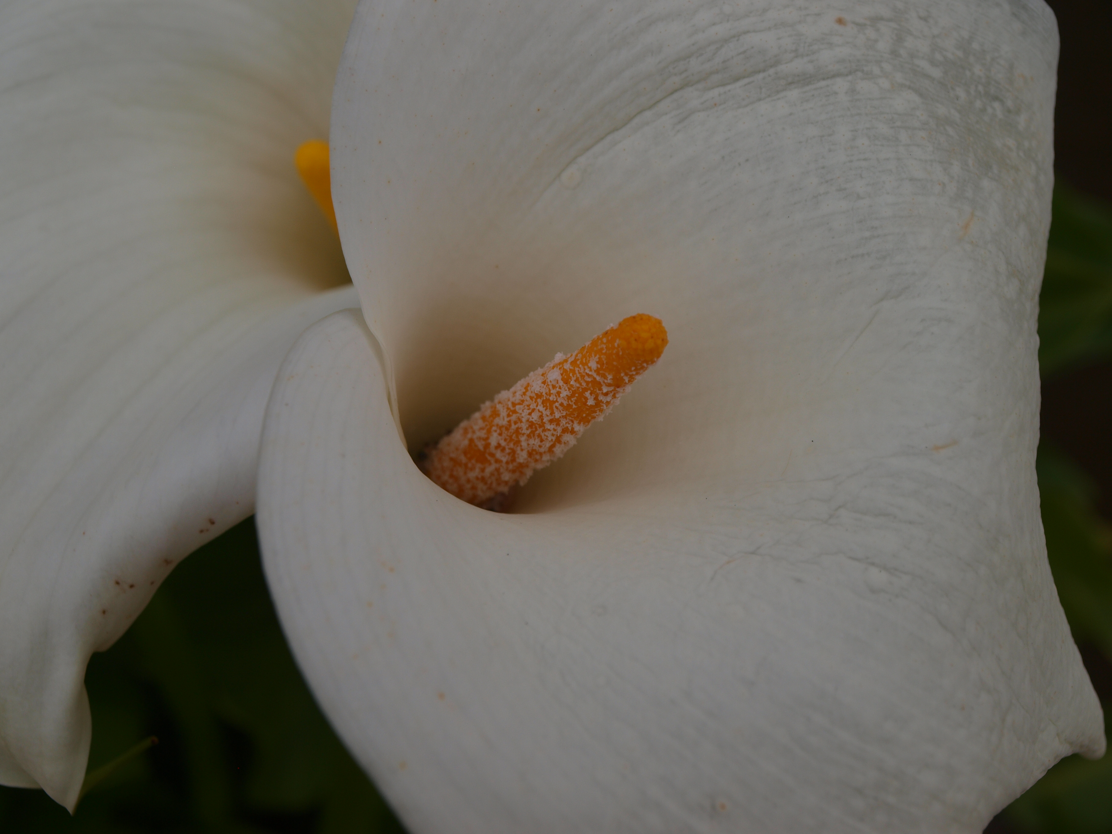 flor blanca